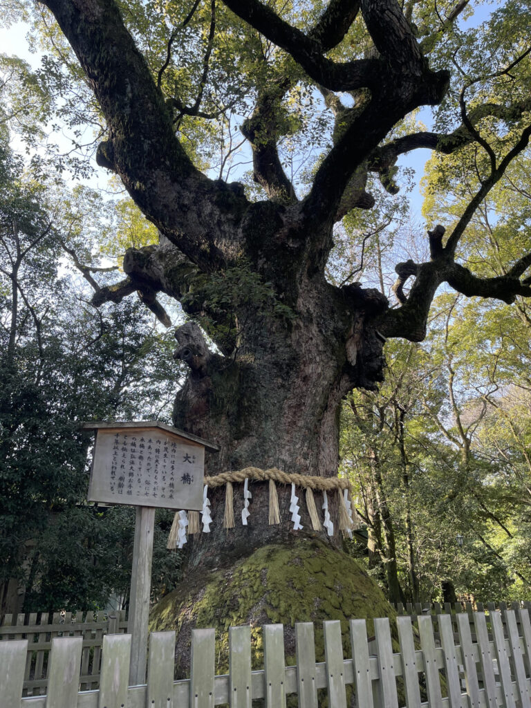 Large Camphor Tree (Okusu)