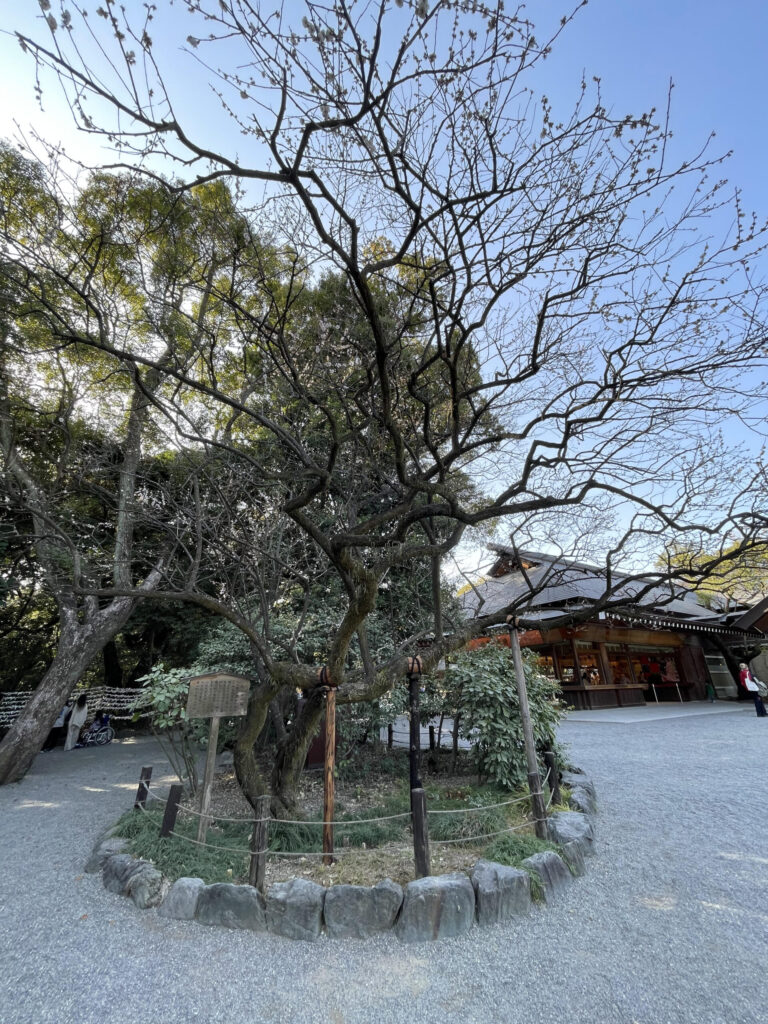 Narazunoume(Unripe plum)